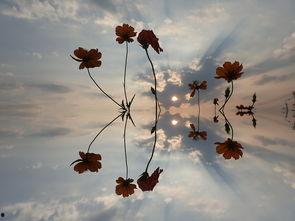 空中之花,探寻天空中的神秘奇迹